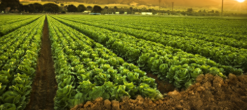 The agriculture sector is depicted with a picture of a green field soaked in the golden hues of sunset