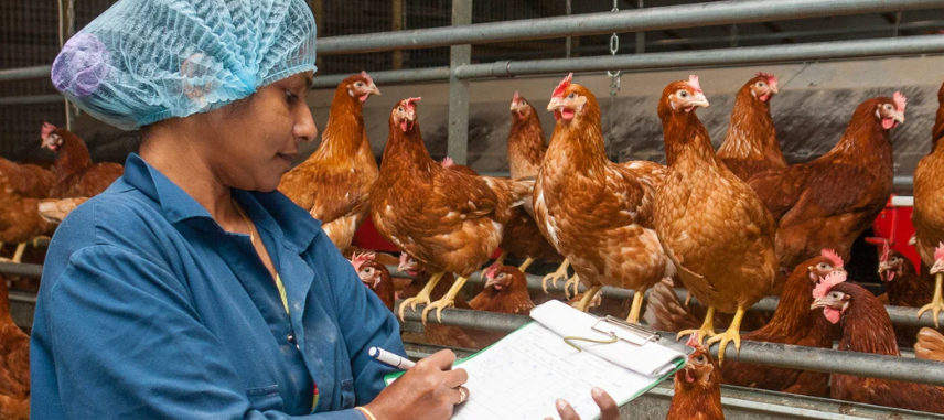 A woman in a blue cap, maintaining the activities of chicken farms, slowly writes on a board.