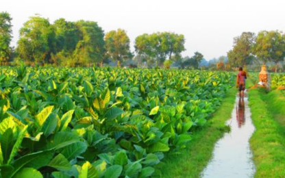 An individual strolls through a tobacco field, contributing to global agriculture.