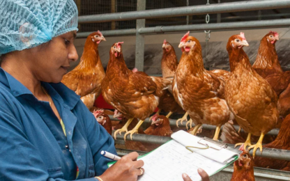 A woman in a hat is taking notes at a poultry farm with various types of birds, like chickens